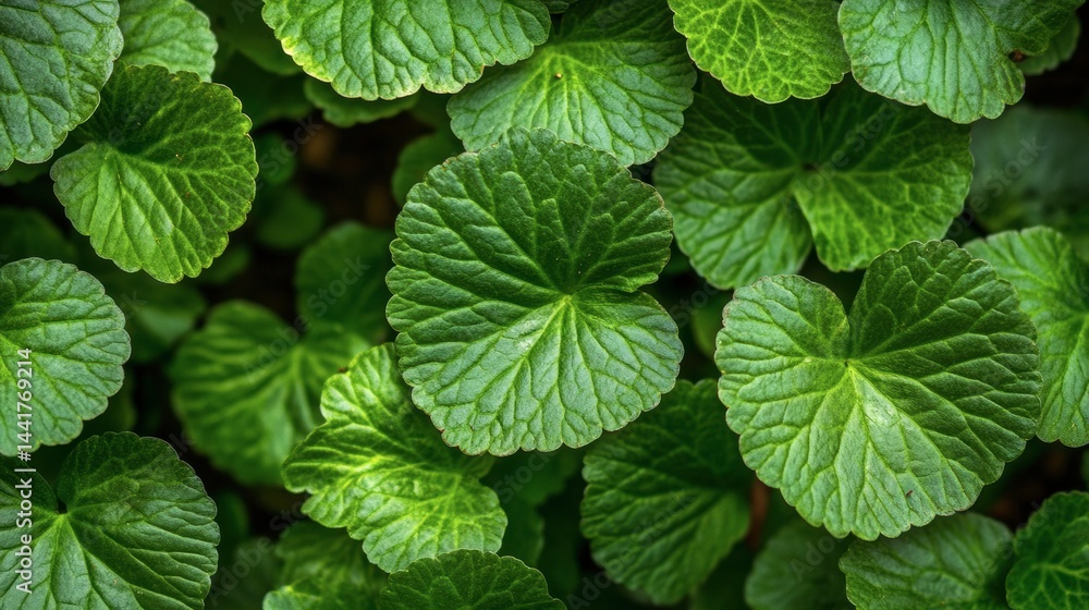Nature of green leaf in garden at summer. Natural green leaves plants using as spring background Nature of green leaf in garden at summer. Natural green leaves plants using as spring background