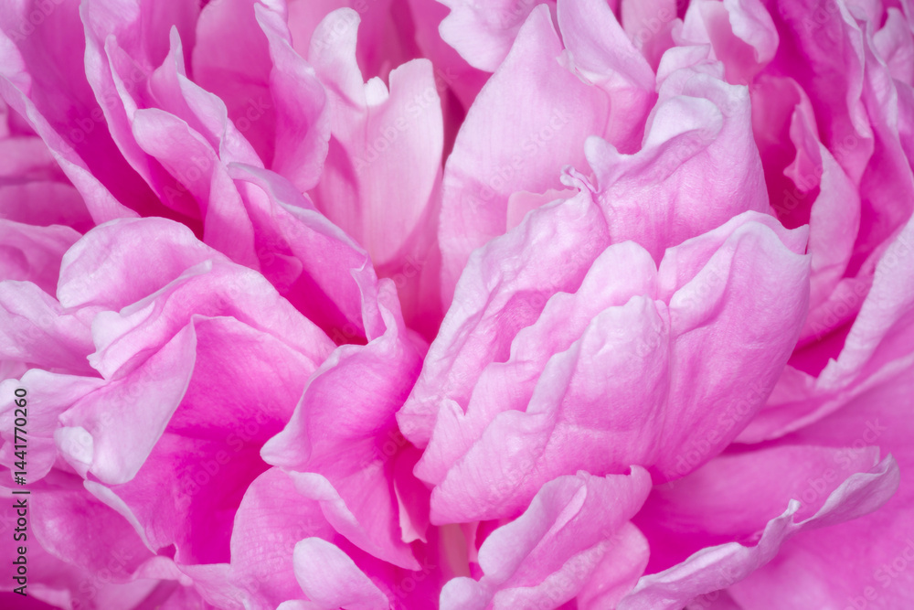 petals of pink curly peony flower petals of pink curly peony flower