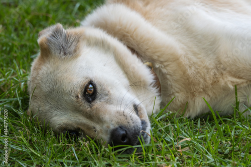 Anxious white dog lies in the grass