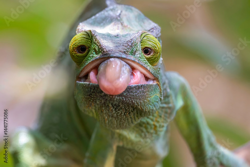 Chameleon sticking out its tongue