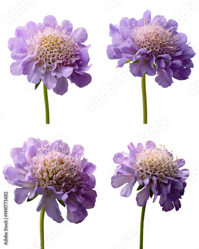 Wallpaper Mural Scabious Blooms White Background Torontodigital.ca