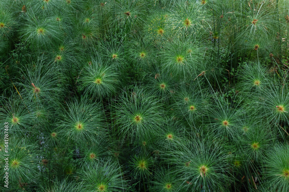 Dense Papyrus Plant Cluster in Natural Wetland Habitat Dense Papyrus Plant Cluster in Natural Wetland Habitat