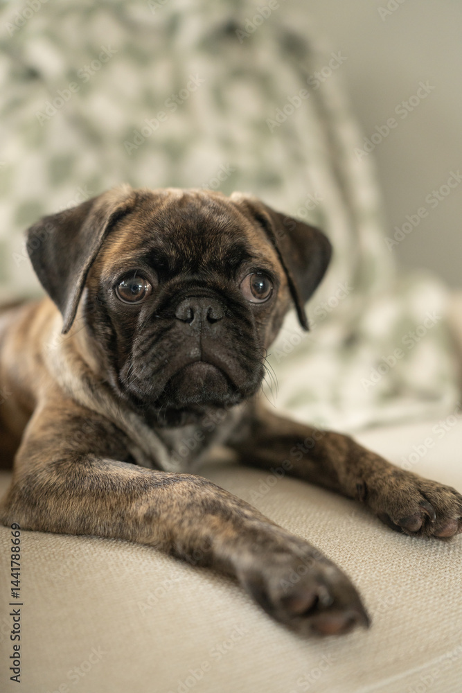 Obraz premium Brindle pug puppy laying on a light fabric sofa indoors