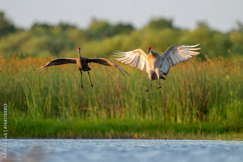 Fototapeta premium Two Sandhill Cranes Wings Extended in a Wetland Habitat with Gre