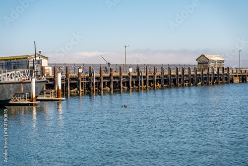 A group of elephant seals sit under a pier in Monterey
