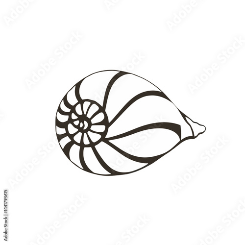 Nautilus Shell Line Art Illustration