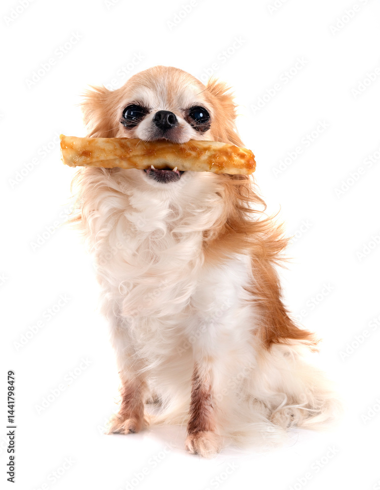chihuahua in studio