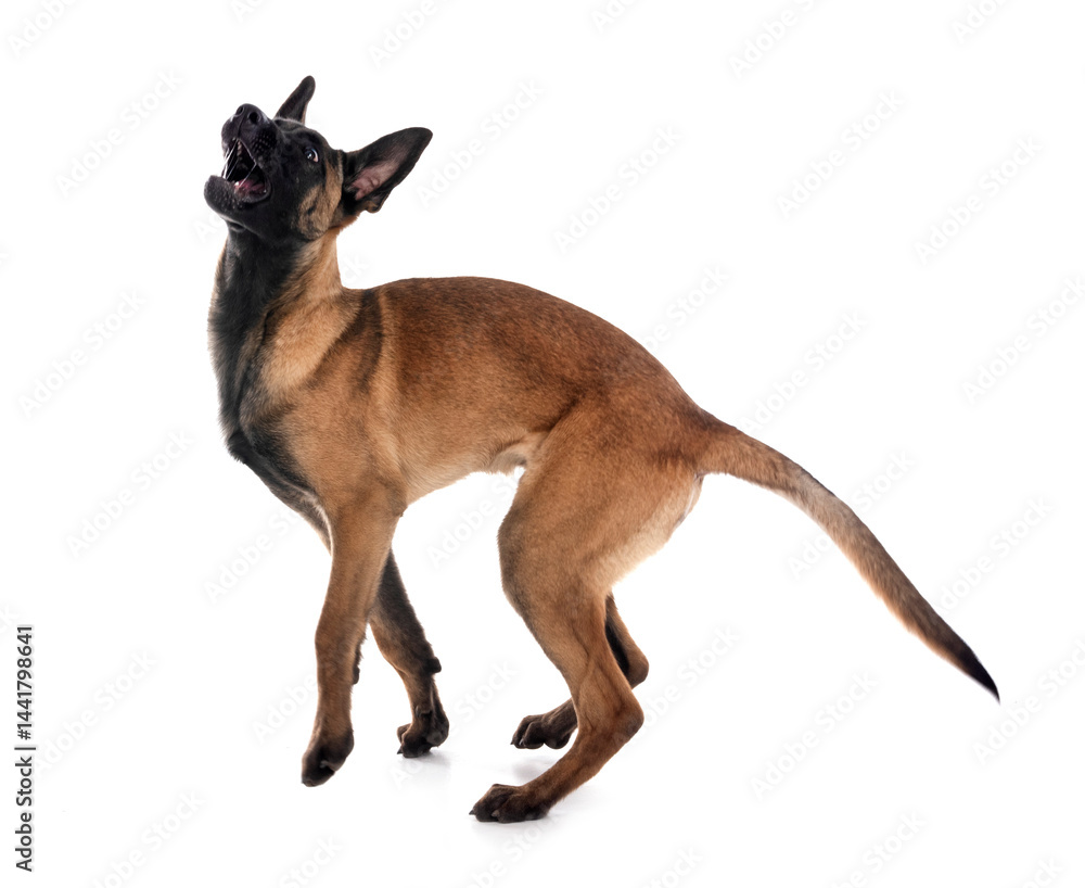young malinois in studio