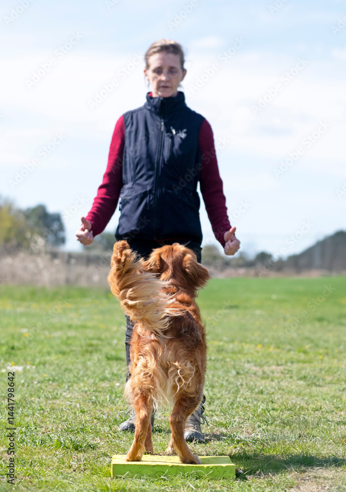 obedience training with a golden retriever
