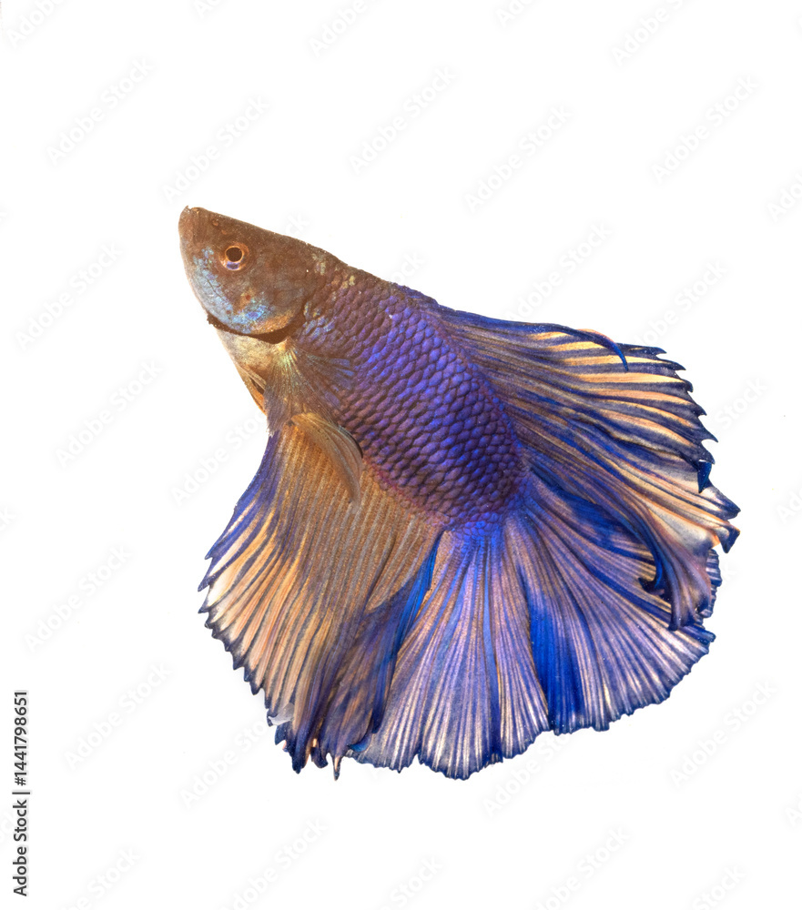 Siamese fighting fish in studio