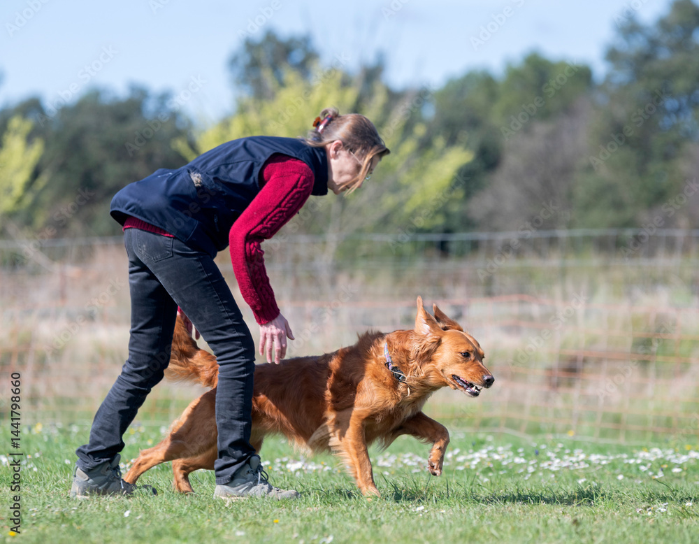 obedience training with a golden retriever