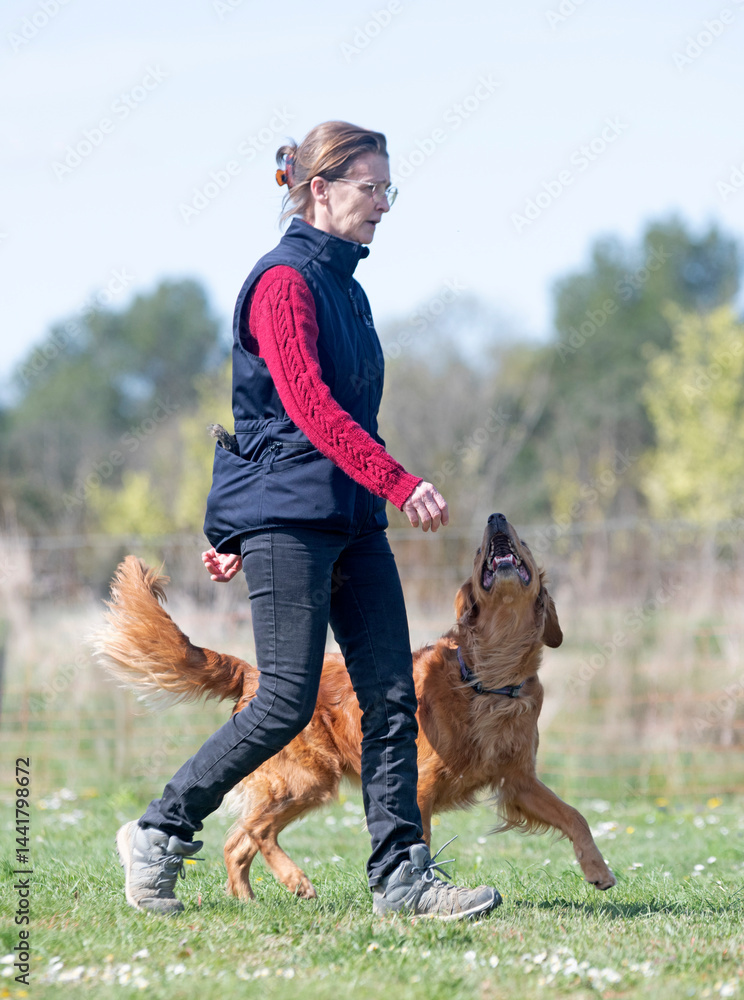 obedience training with a golden retriever