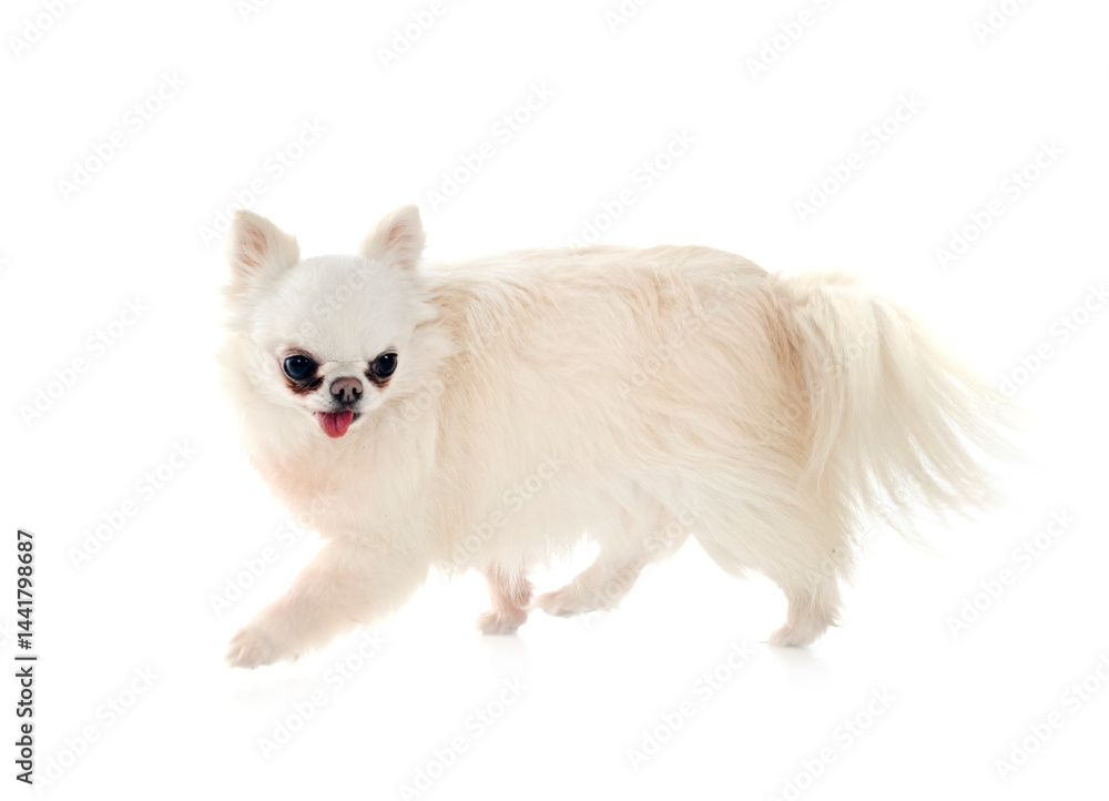 chihuahua in studio
