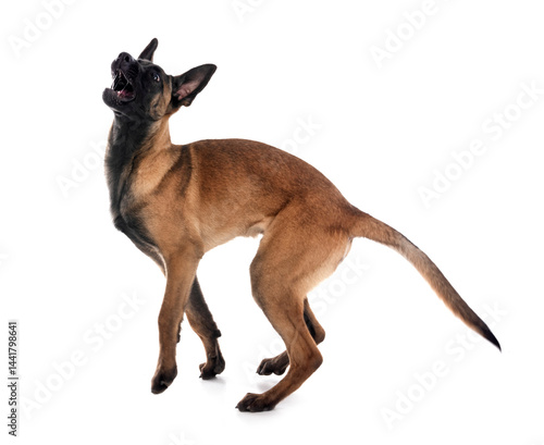 young malinois in studio