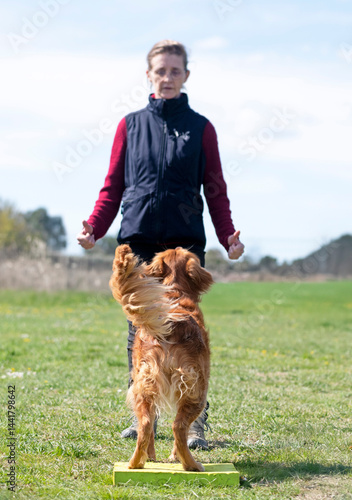 Obraz na płótnie obedience training with a golden retriever w salonie
