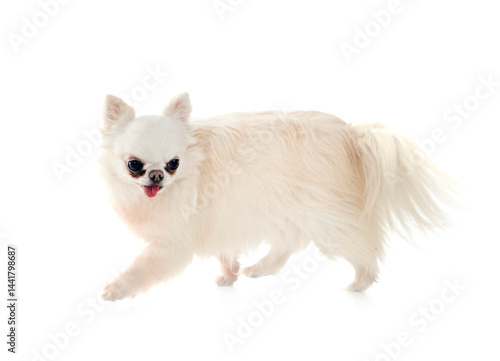 Obraz na płótnie chihuahua in studio w salonie