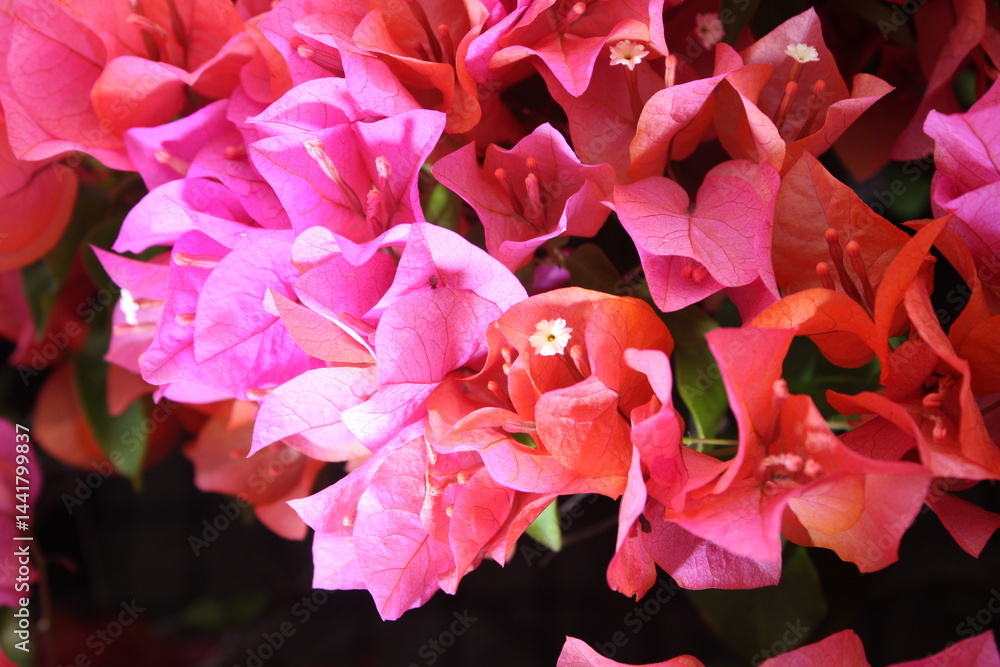 A vibrant cluster of blooming bougainvillea flowers in shades of pink and magenta, densely covering a wall with green leaves peeking through. A vibrant cluster of blooming bougainvillea flowers in shades of pink and magenta, densely covering a wall with green leaves peeking through.