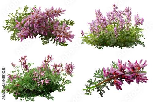 Fumitory Flowers, Pink, White Background