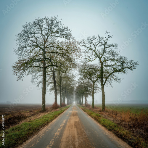Peaceful Road Through Tree-Lined Pathway