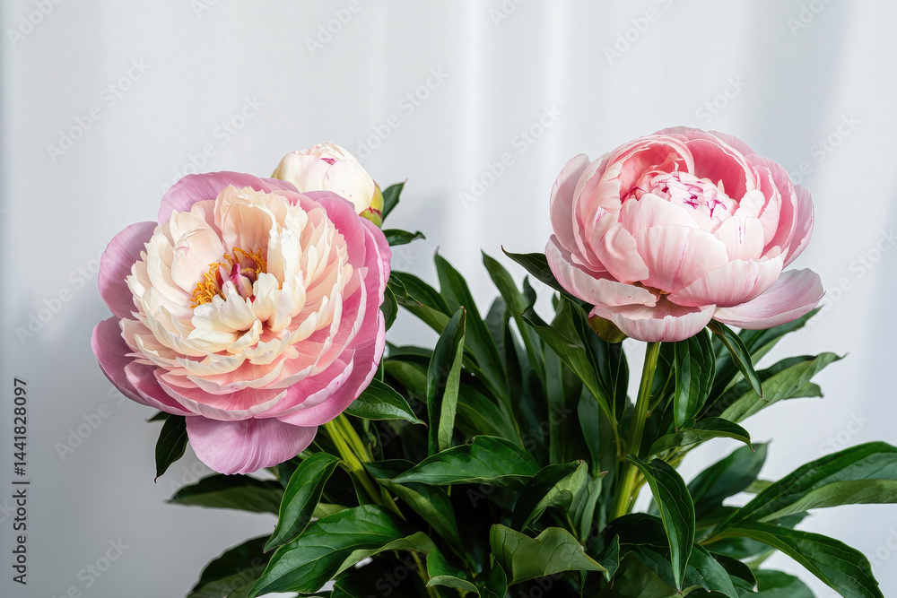 Beautiful Peony Blossoms