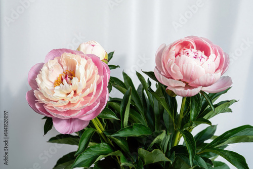 Obraz na płótnie Beautiful Peony Blossoms w salonie