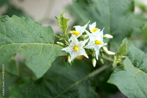 Bilde på lerret White flowers of Solanum torvum or Pea eggplant blooming on branch above green leaves