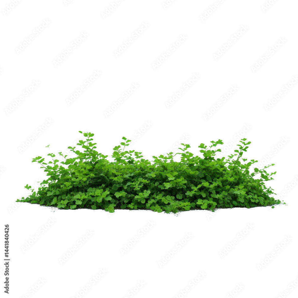 Green bush with small leaves isolated on transparent background Green bush with small leaves isolated on transparent background