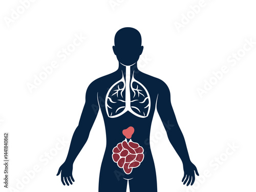 Human body anatomy shows a vector illustration of a black silhouette of a sport woman player with a basketball near the heart