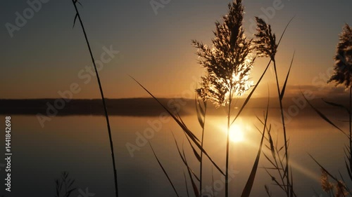 Reeds Silhouetted in Peaceful Dawn