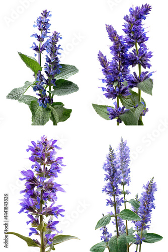 Fototapeta Naklejka Na Ścianę i Meble -  Clary Meadow, Violet-Blue, Side View