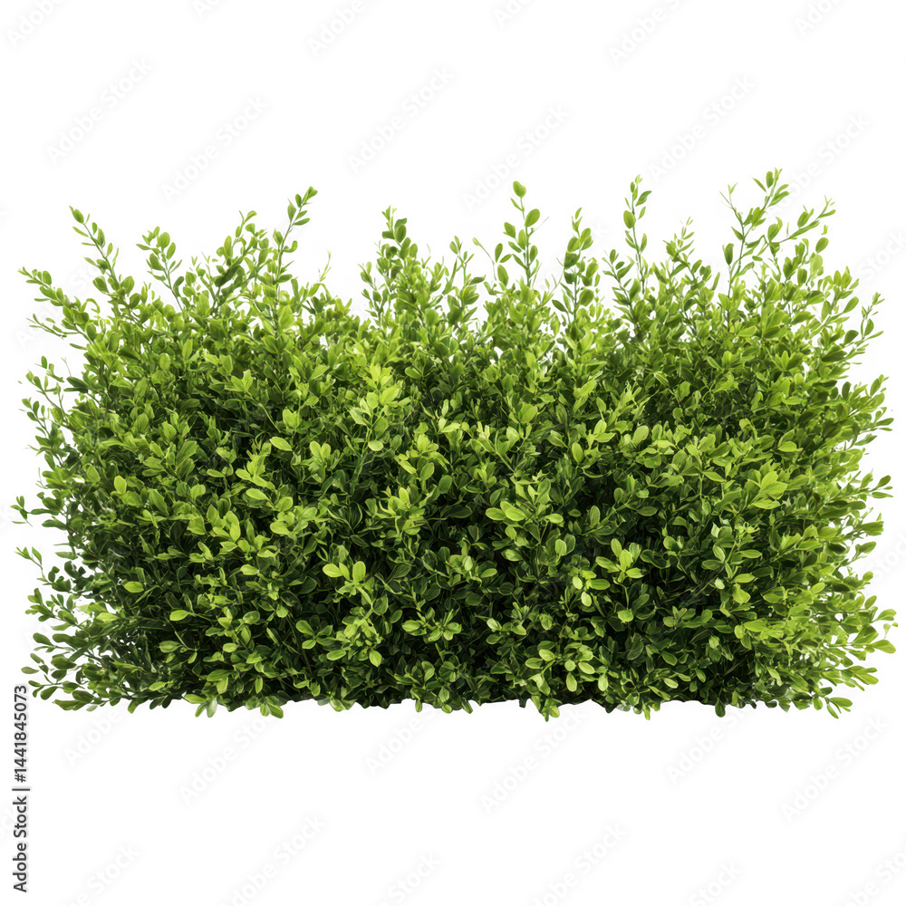 Green bush with small leaves isolated on transparent background Green bush with small leaves isolated on transparent background