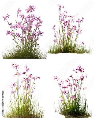 Ragged Robin Flowers, White Background