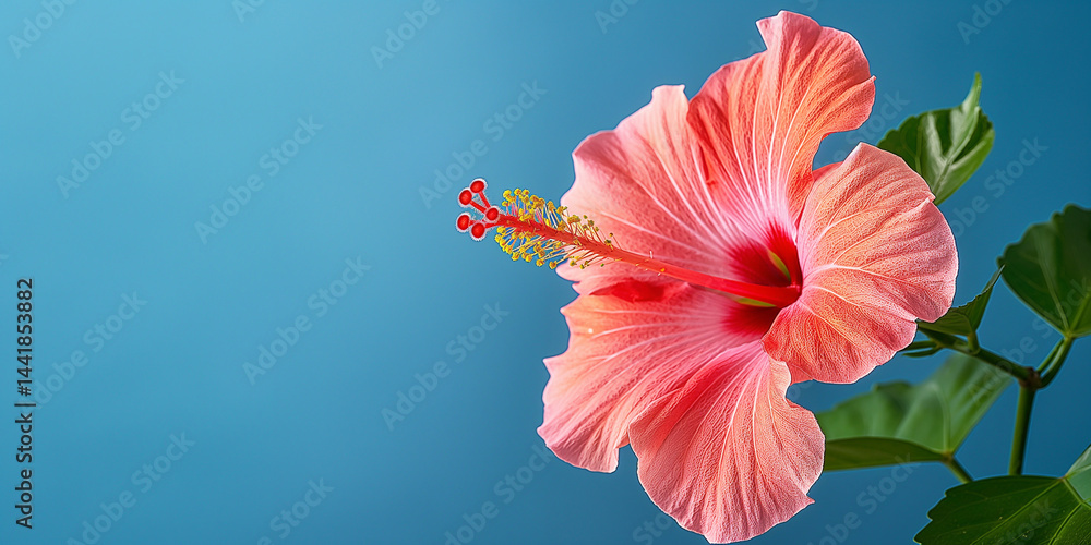 Bold red hibiscus bloom centered on a soothing blue canvas with wide open margins