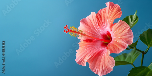 Obraz na płótnie Bold red hibiscus bloom centered on a soothing blue canvas with wide open margins w salonie