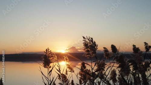 Slow Motion Silhouetted Reeds at Dawn