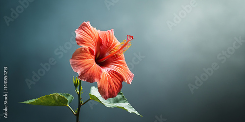 Obraz na płótnie Vibrant hibiscus flower set against cool green grey field with generous empty space w salonie
