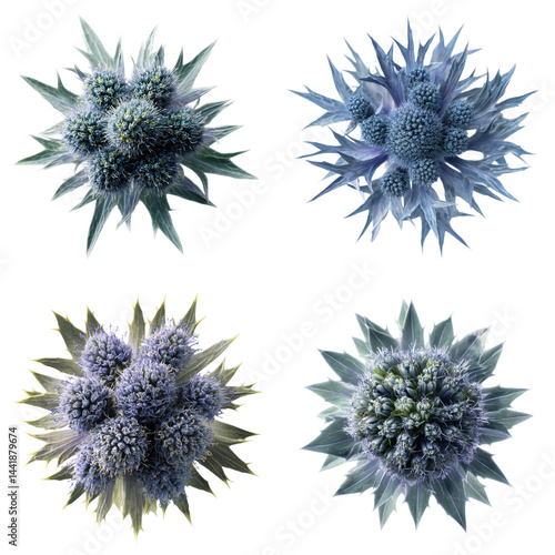 Wallpaper Mural Sea Holly Florets White Background Torontodigital.ca