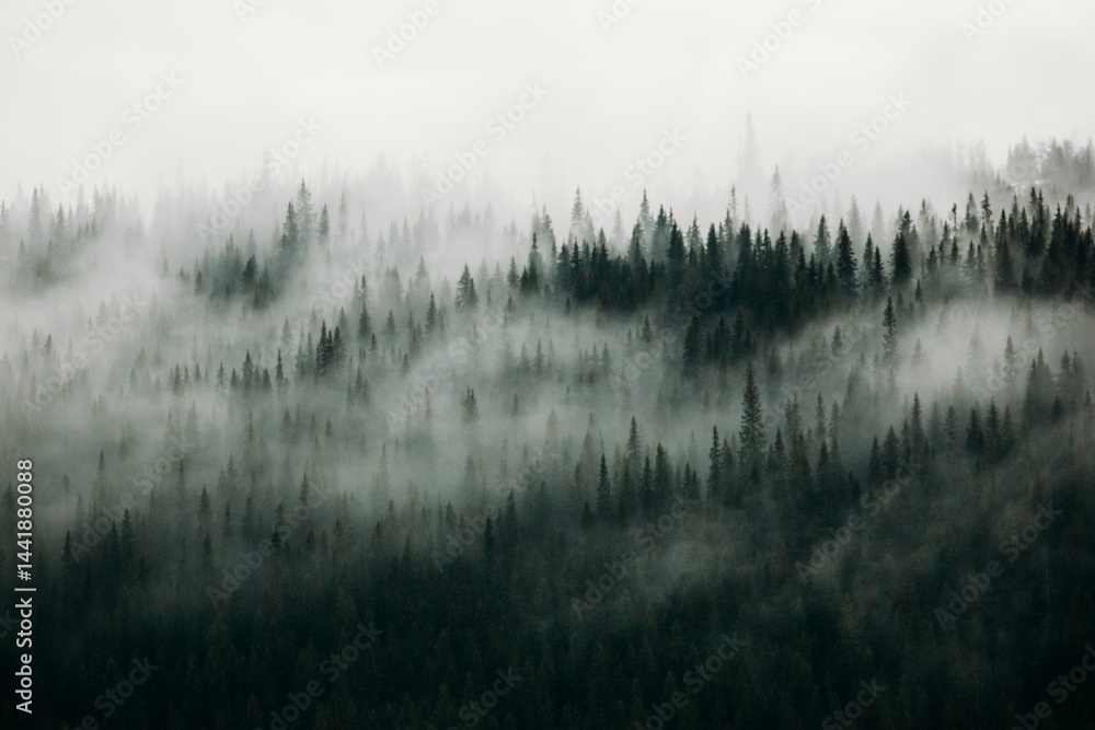 Spruce forest swallowed by fog in Åre Spruce forest swallowed by fog in Åre