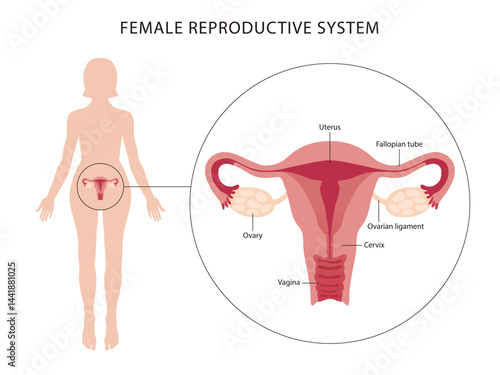 Female reproductive system. Woman with reproductive system organs flat vector illustration