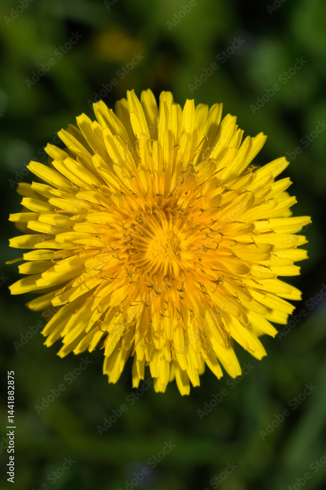 Löwenzahnblüte Löwenzahnblüte