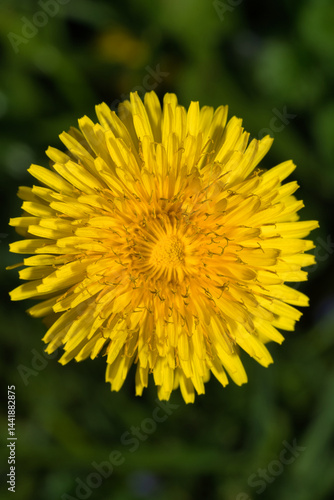 Wallpaper Mural Löwenzahnblüte Torontodigital.ca