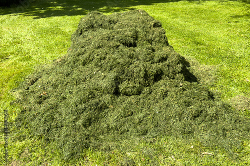 Obraz na płótnie Heap of grass on a freshly mown meadow in spring in the park w salonie