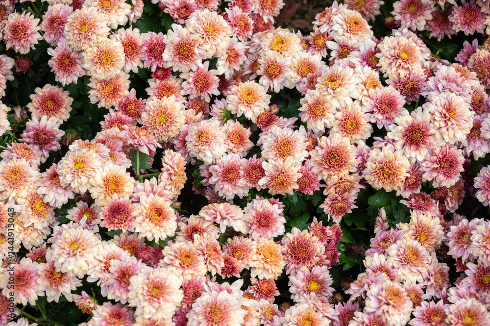 Full frame shot of vibrant Chrysanthemum flowers blooming in the garden.