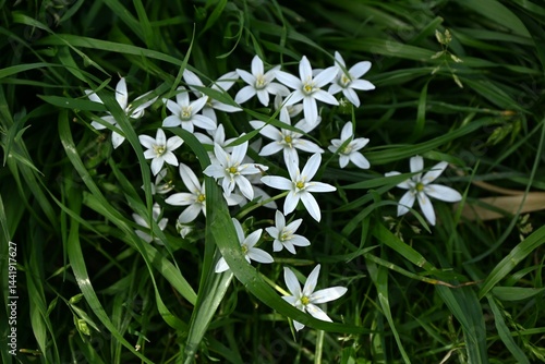 Spring starflower (Ipheion uniflorum) flowers. Amaryllidaceae perennial toxic bulbous plants. Six-petal star-shaped white or pale purple flowers bloom in spring.