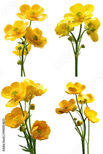 Wallpaper Mural Buttercups Stem, Yellow, White Background Torontodigital.ca
