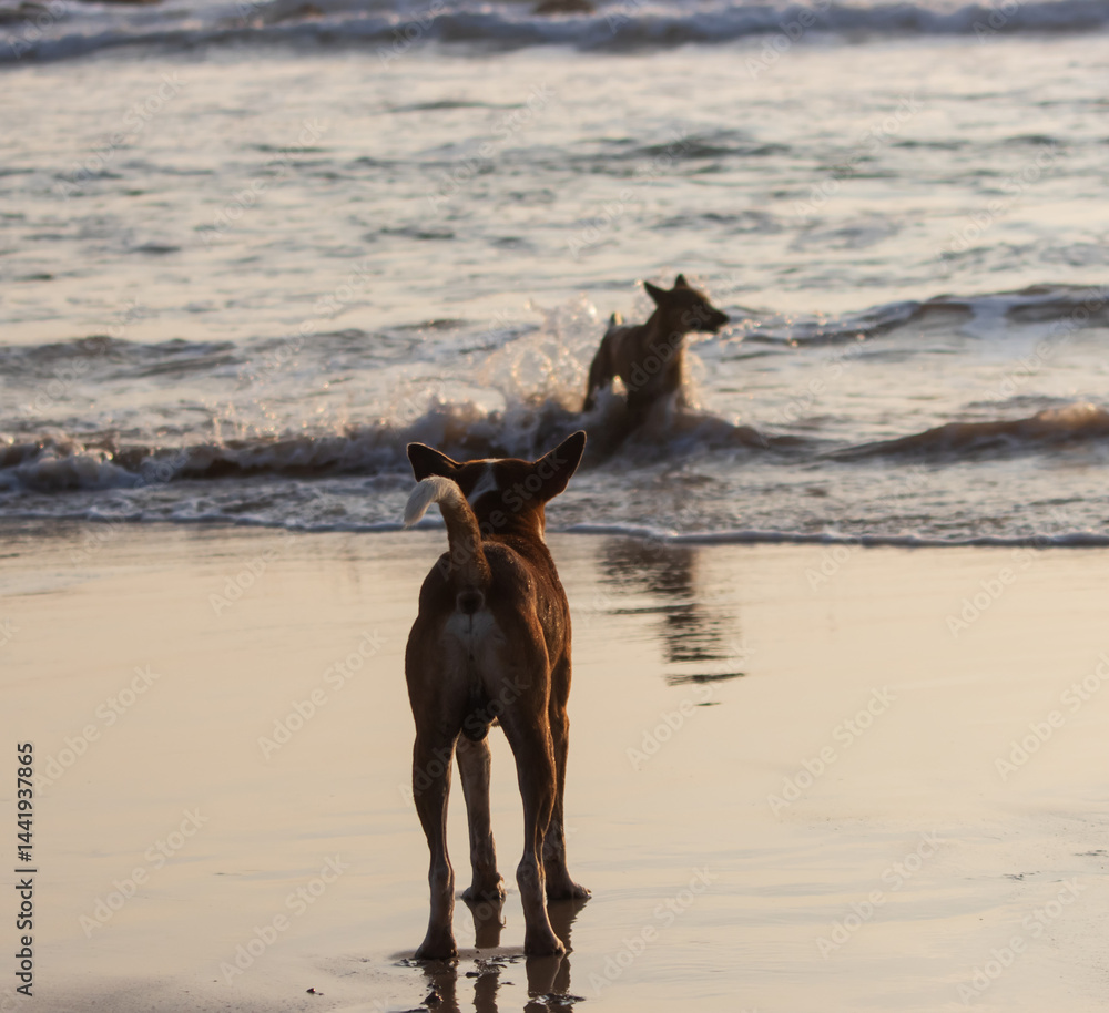 A dog is standing on the beach and looking at the water A dog is standing on the beach and looking at the water