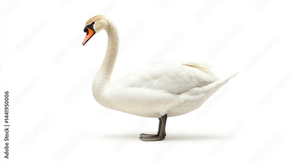 Fototapeta premium A swan standing elegantly, isolated on a white background