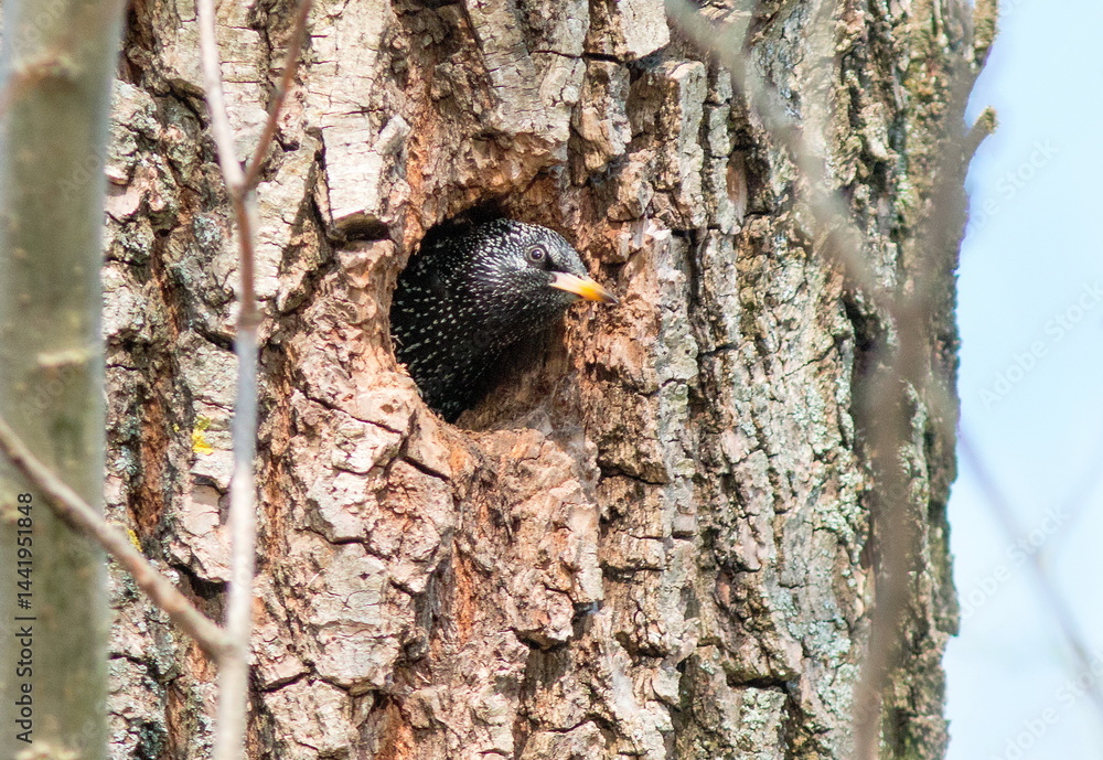 Obraz premium woodpecker on tree