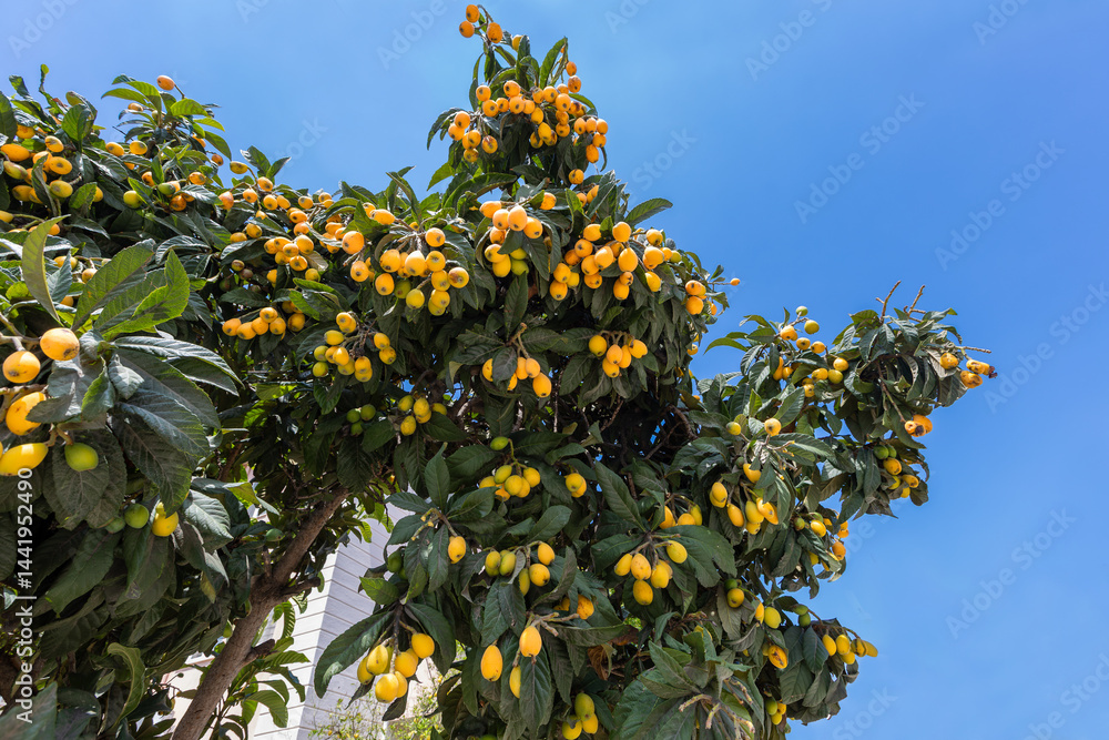 Loquat fruit. Fresh medlar fruits ripened in spring.