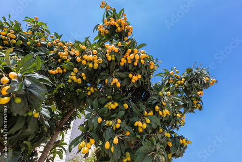 Obraz na płótnie Loquat fruit. Fresh medlar fruits ripened in spring. w salonie